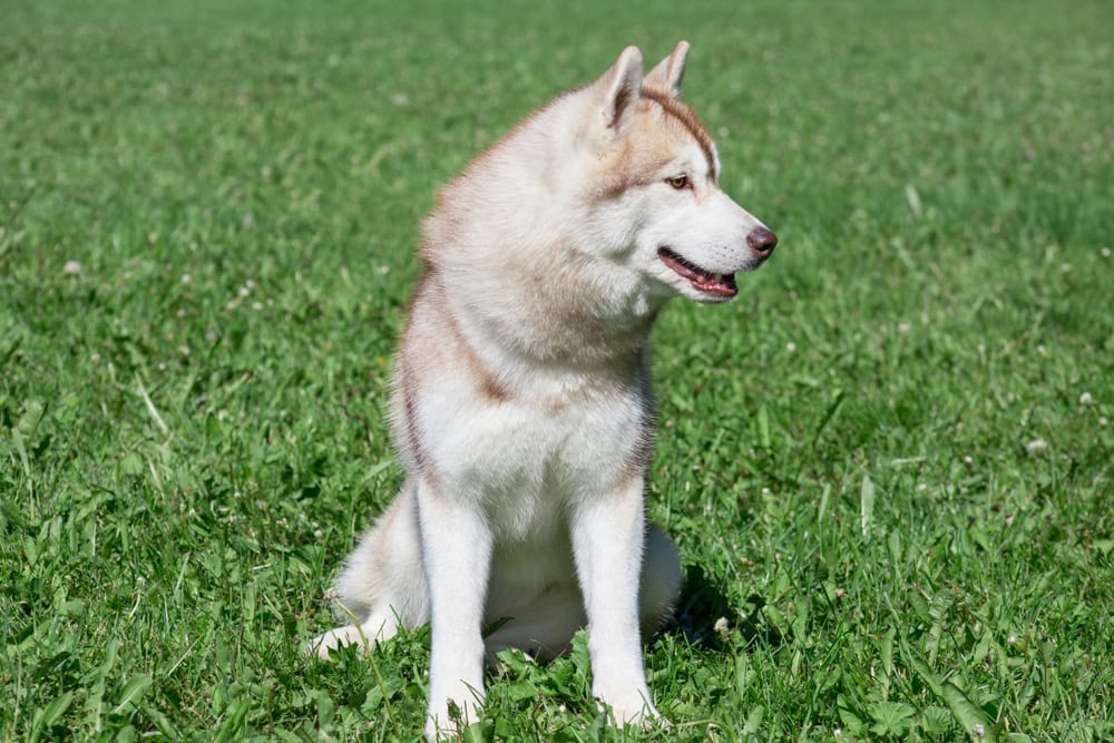 sable and white huskey