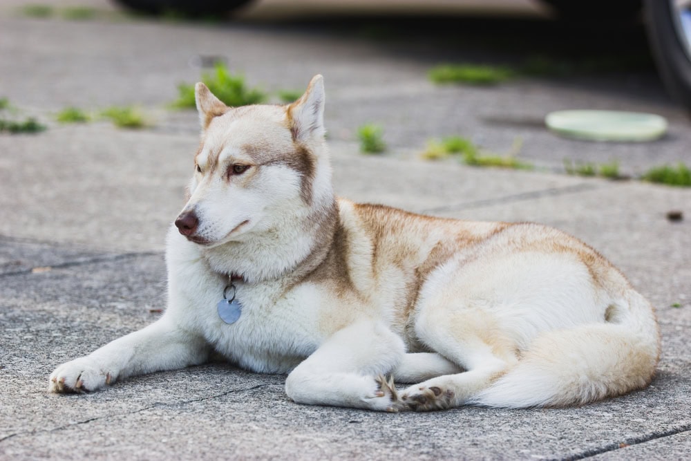 tan and white husky