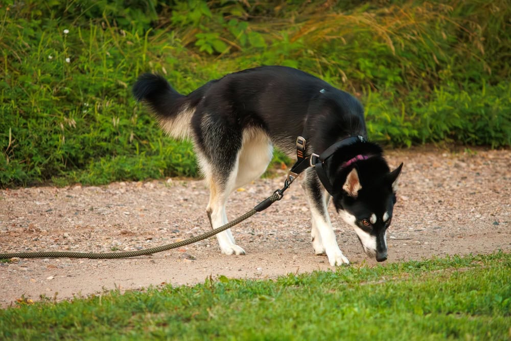 black and tan husky