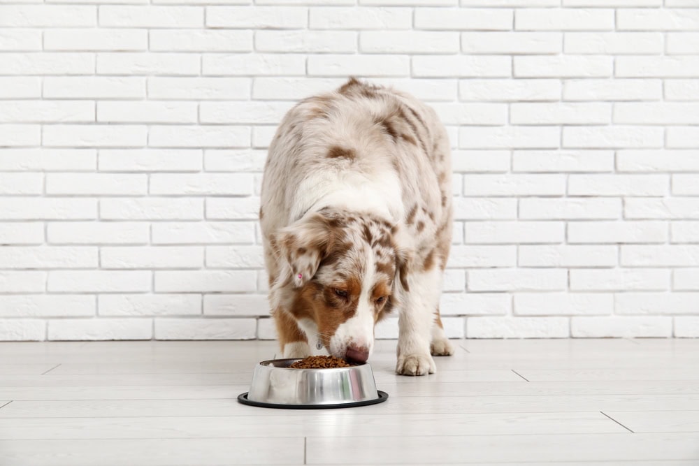 Australian Shepherd dog eating food from bowl
