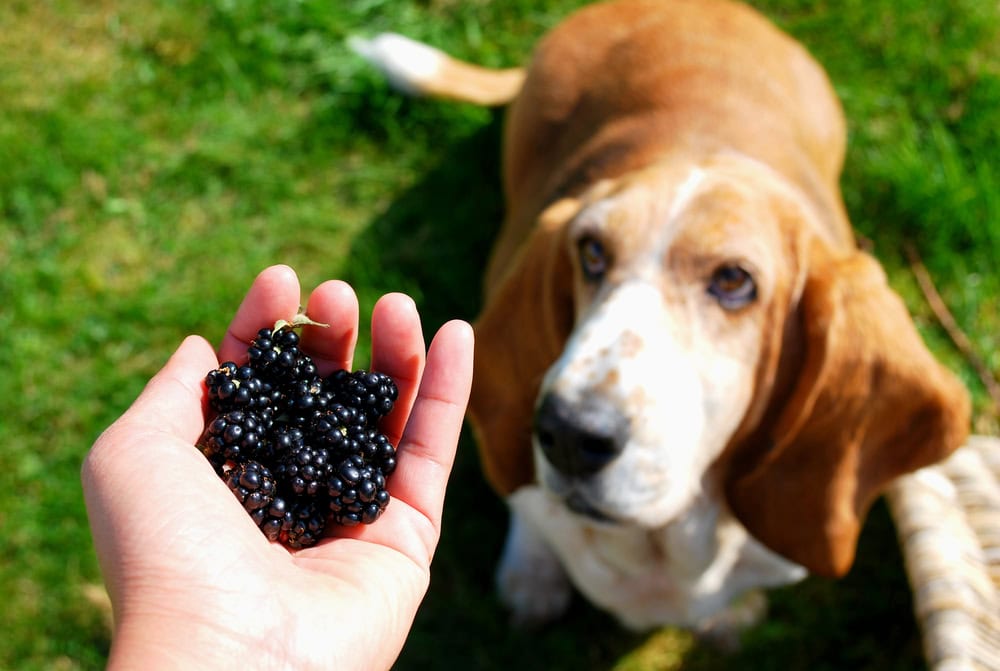 Black-berry-in-girls-hand-show-for-her-Basset