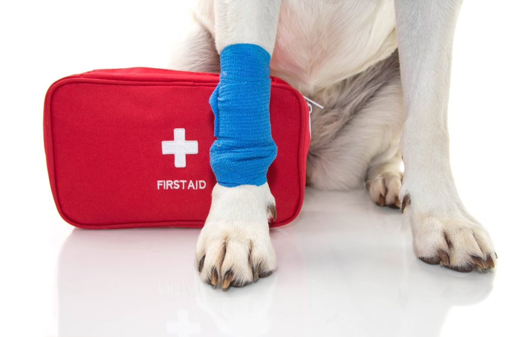Close up to a dog paw beside a fist aid dog kit