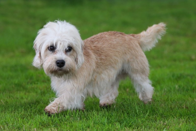 Dandie Dinmont Terrier walking on grass