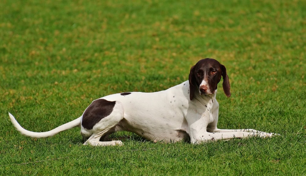 Halden Hound resting outdoors