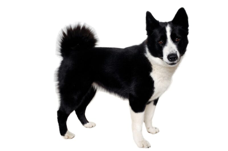 Happy_karelian_bear_dog_sitting