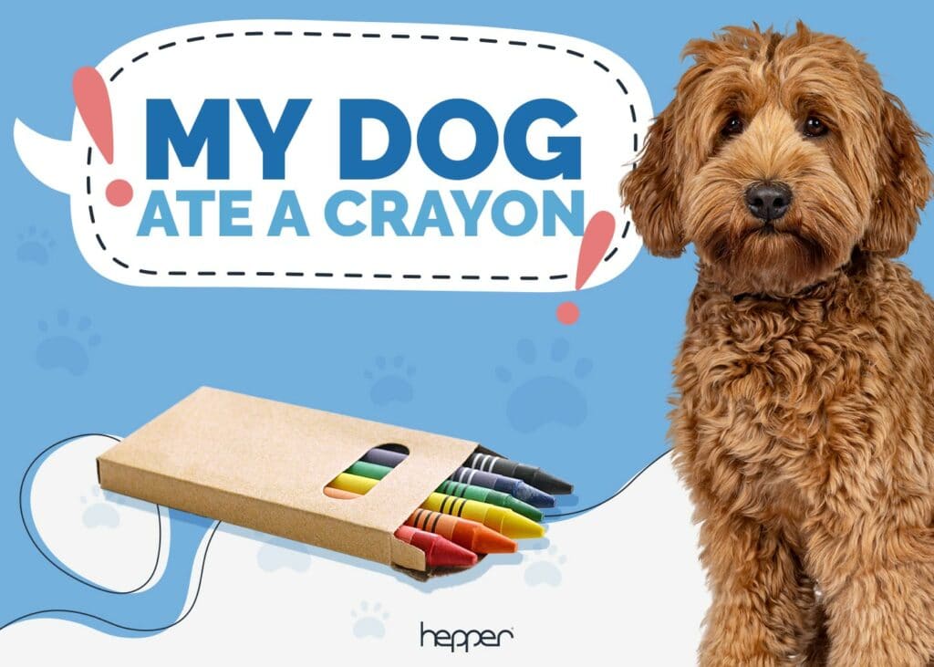 My Dog Ate a Crayon