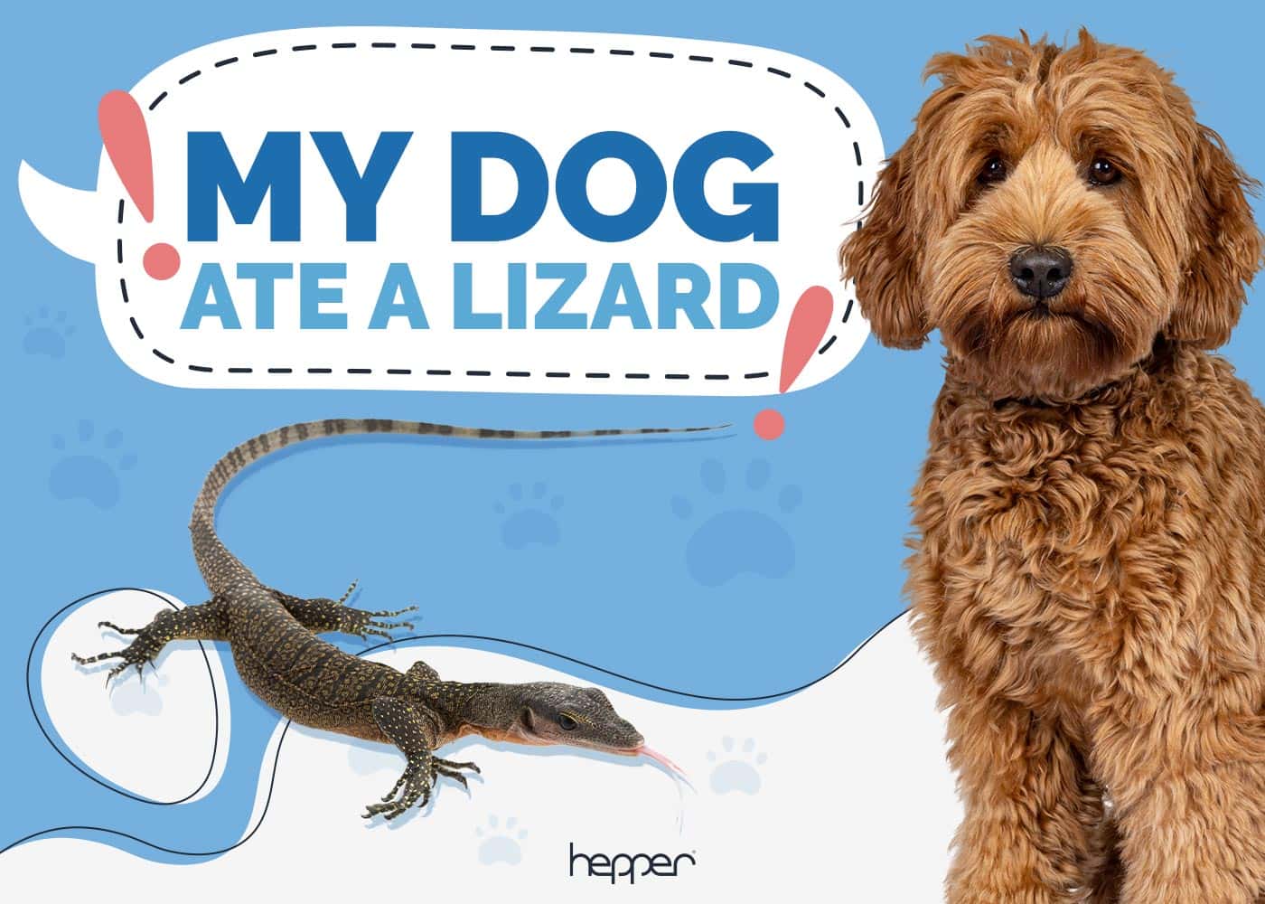 My Dog Ate a Lizard