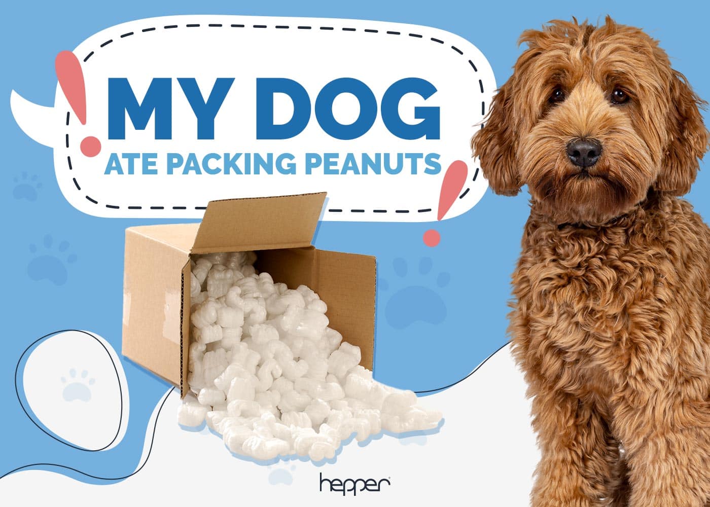 My Dog Ate Packing Peanuts