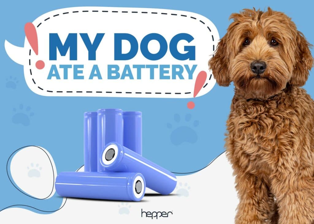 My Dog Ate a Battery