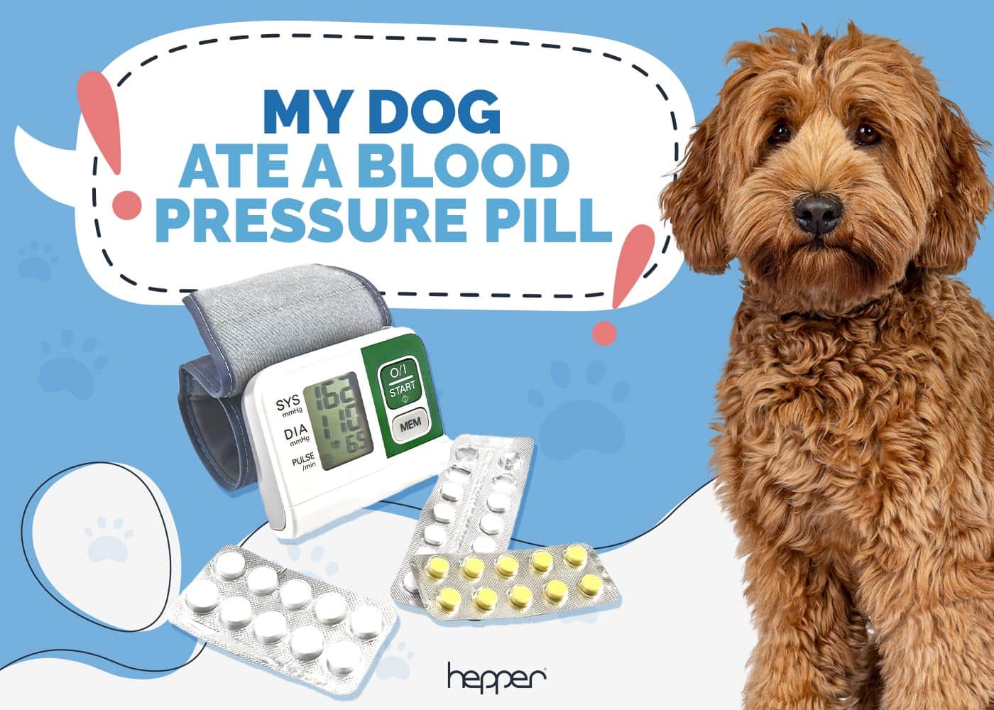 My Dog Ate a Blood Pressure Pill