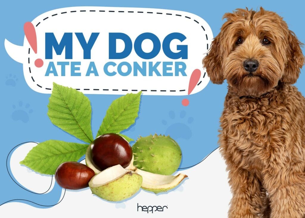 My Dog Ate a Conker