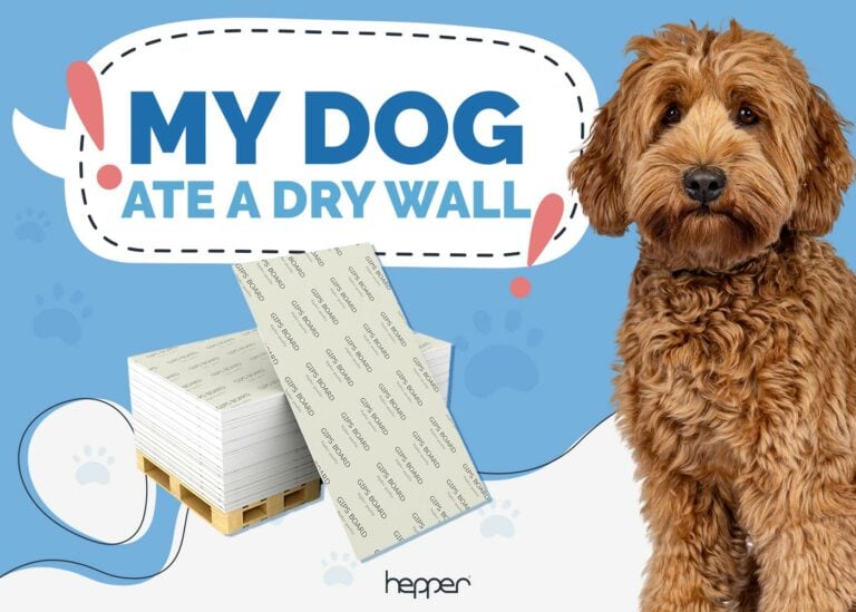 Photo inspiration: Dog Proofing Drywall In Homes With Large Pets Reference: My Dog Ate Drywall Here S What To Do Vet