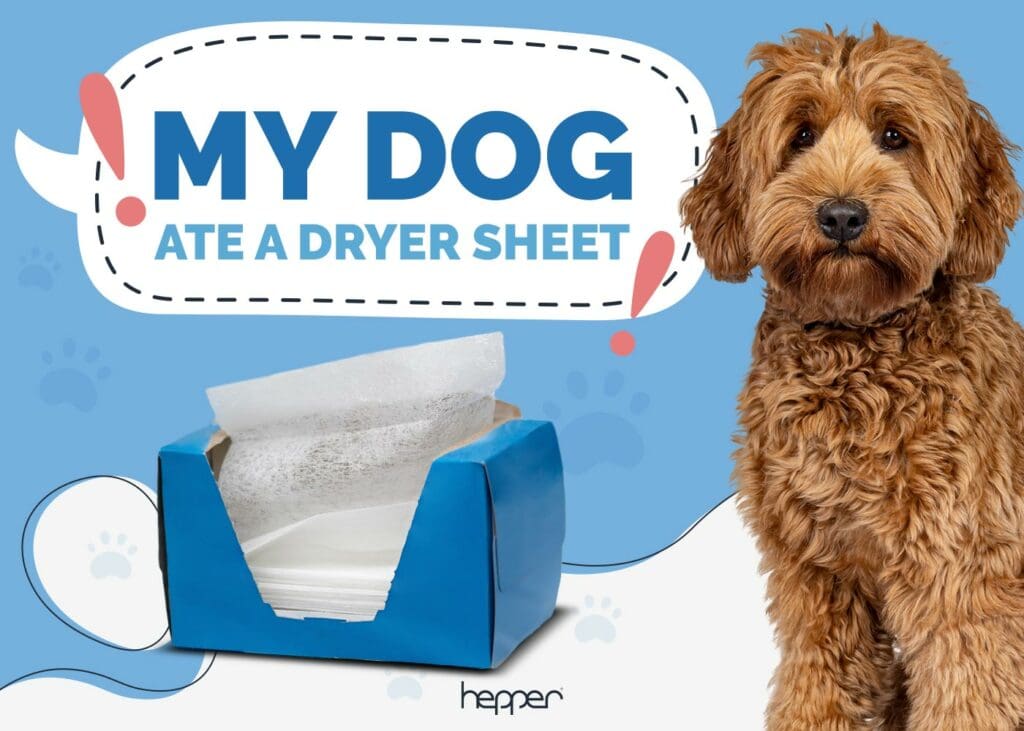 My Dog Ate a Dryer Sheet