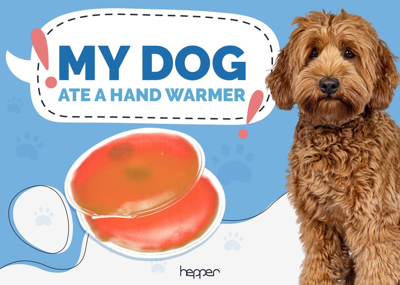 My Dog Ate a Hand Warmer