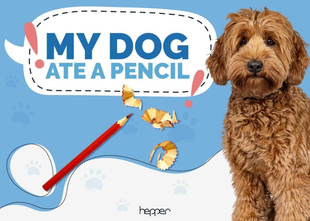 My Dog Ate a Pencil