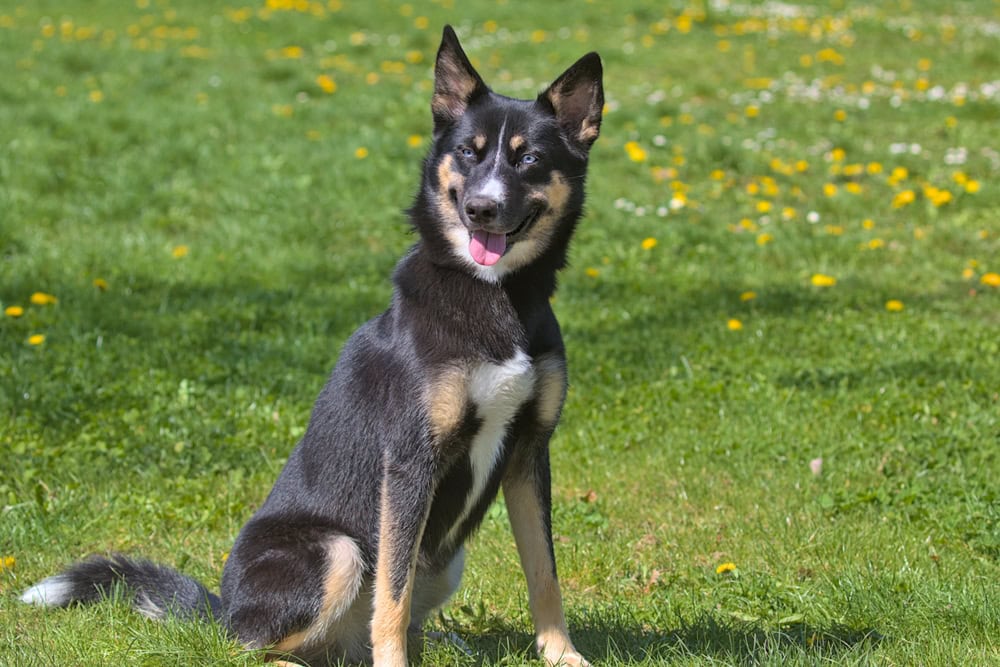 Lapponian-herder-dog-during-a-morning-walk-in-the-city-park