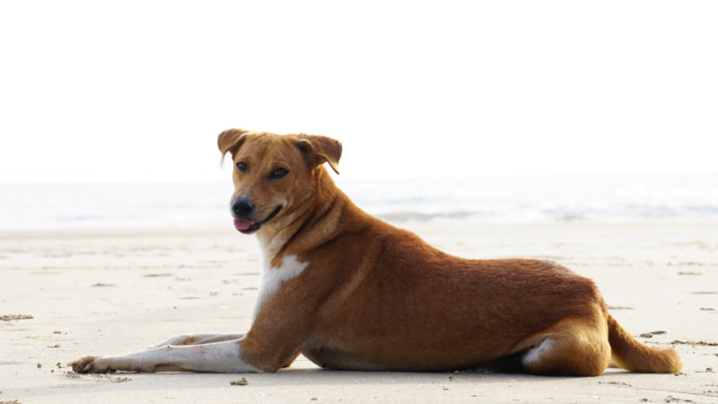 Sinhala Hound dog at the beach
