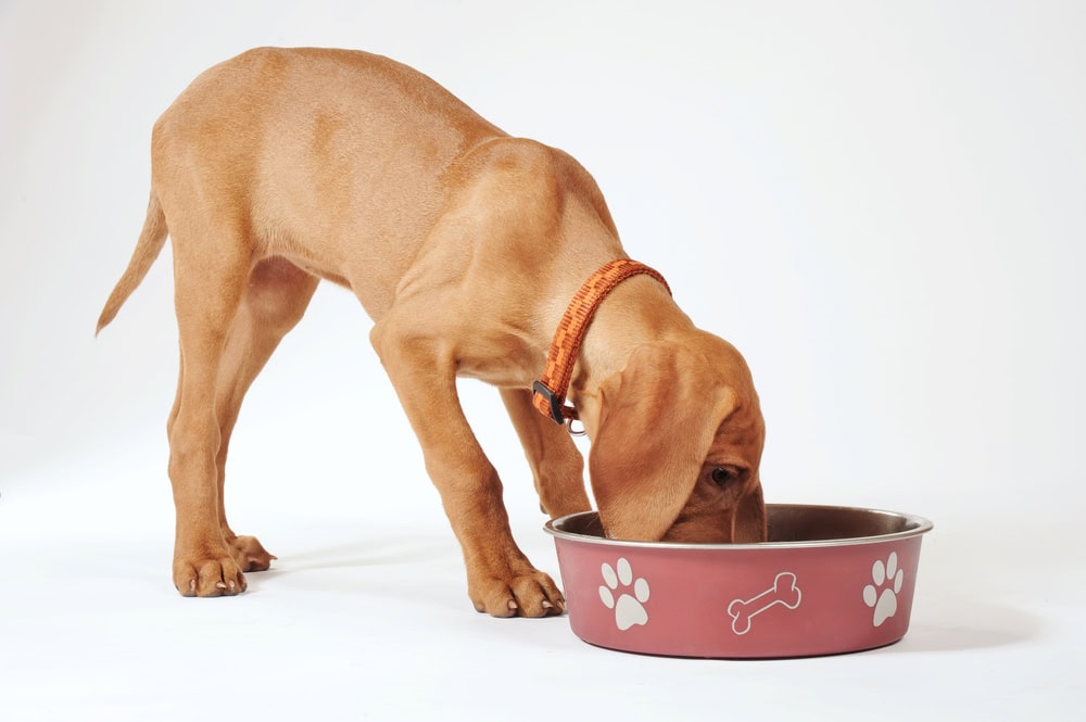 Vizsla pointer puppy eating in bowl