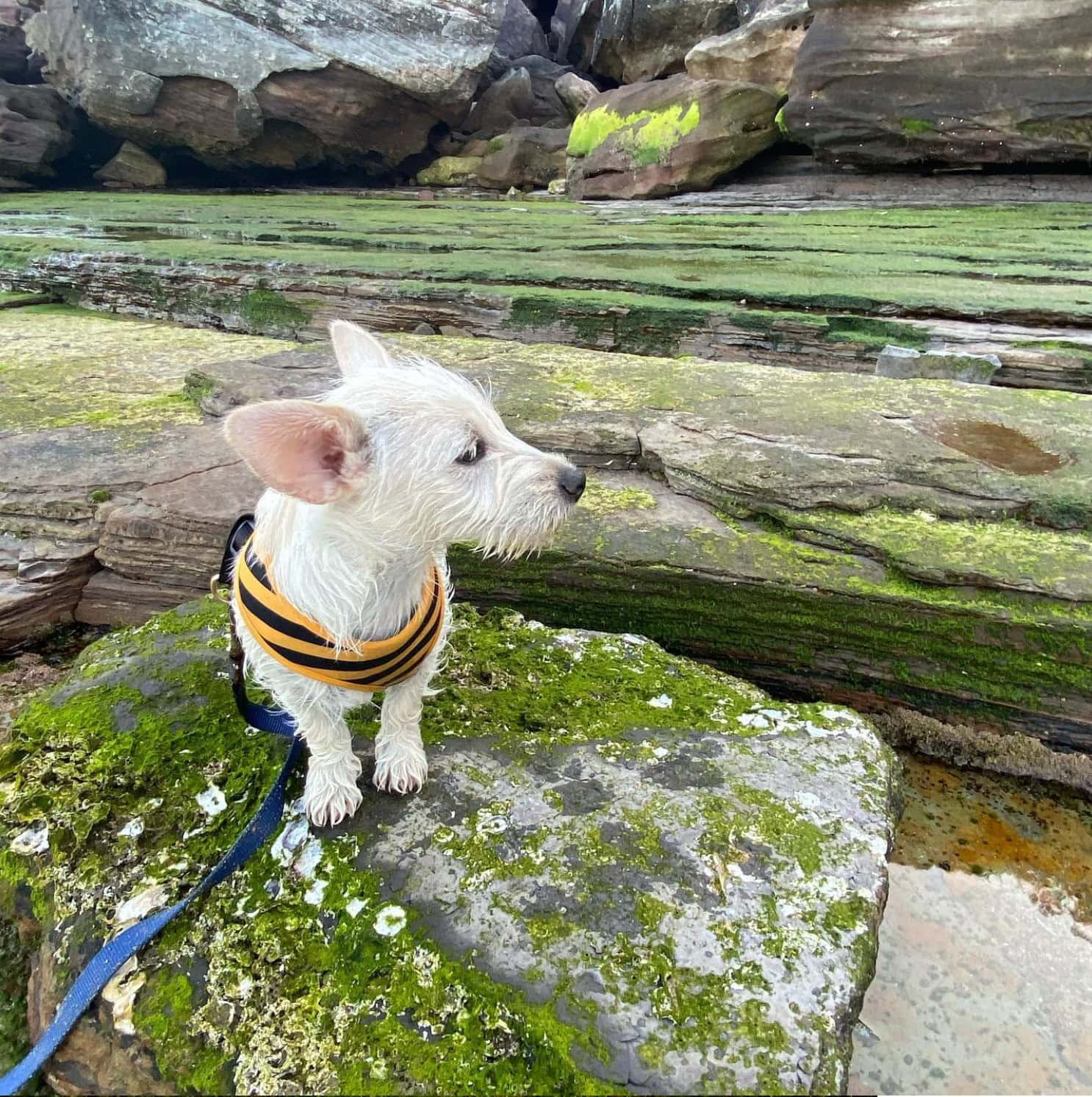 West Highland Doxie standing on the rock in harness and leash