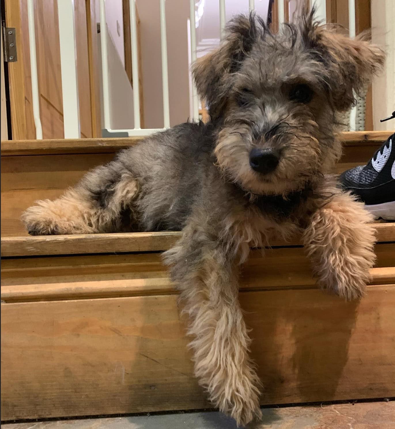 Wowauzer Dog sitting on stairs