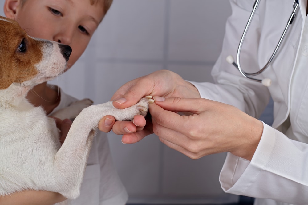 Young boy watching dog while vet checks him up