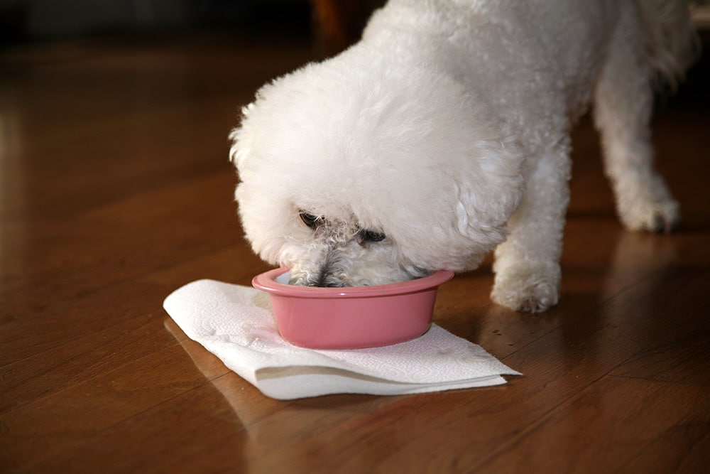 bichon frise dog eating