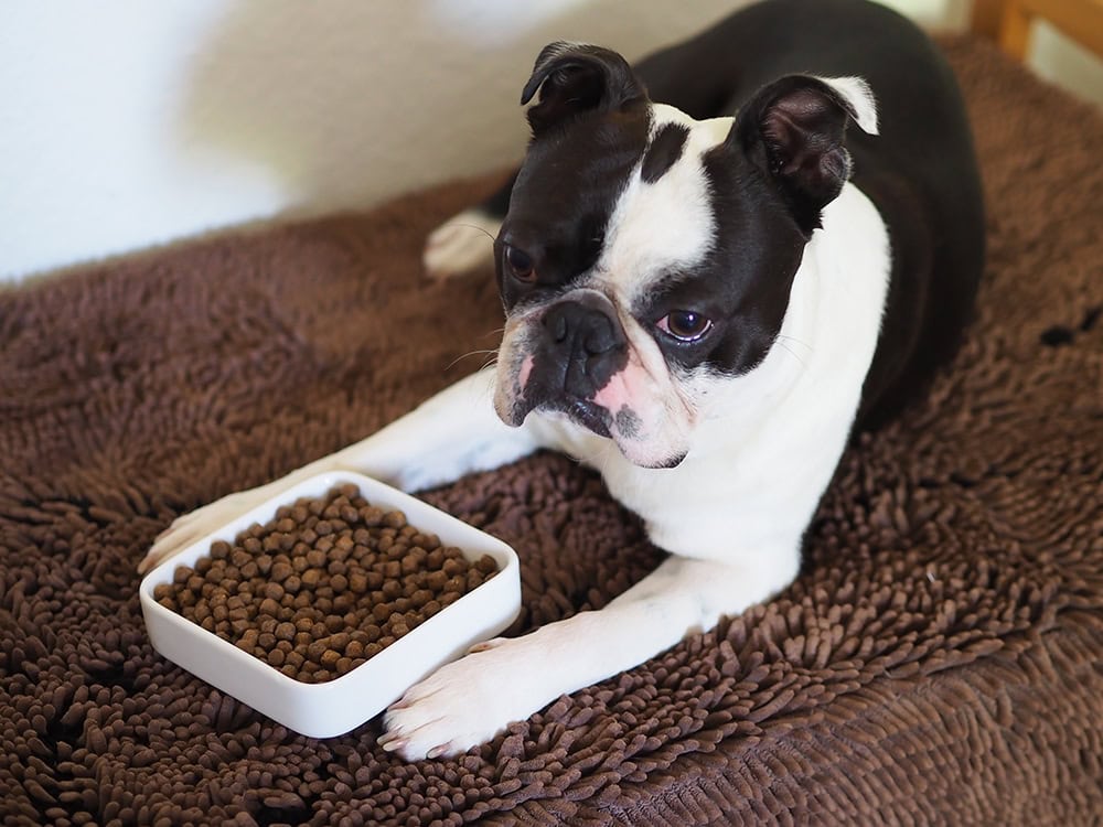 Boston Terrier dog holding a bowl of food