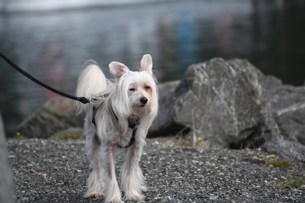 chinese crested dog in a leash outdoors