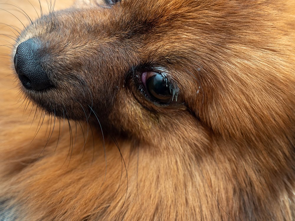 close up brown spitz dog with watery eyes