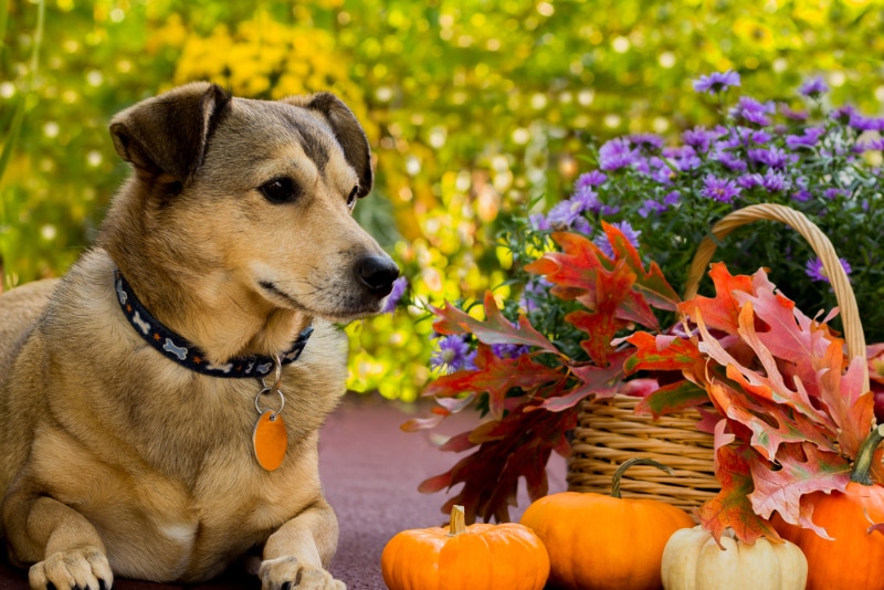 dog in autumn background with pumpkins and fall leaves