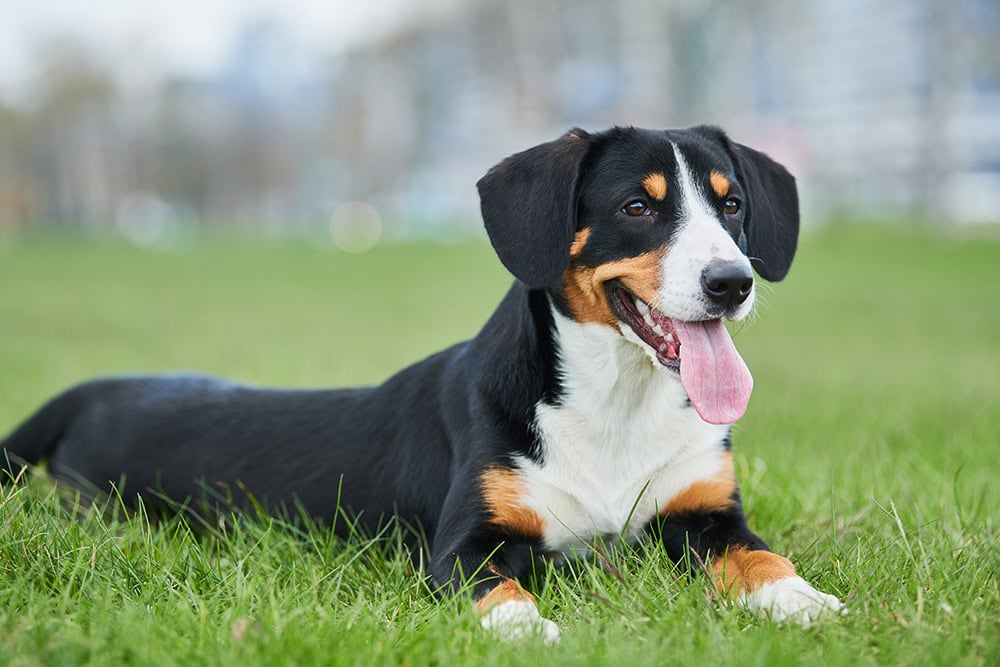 Entlebucher sennenhund lying on the grass