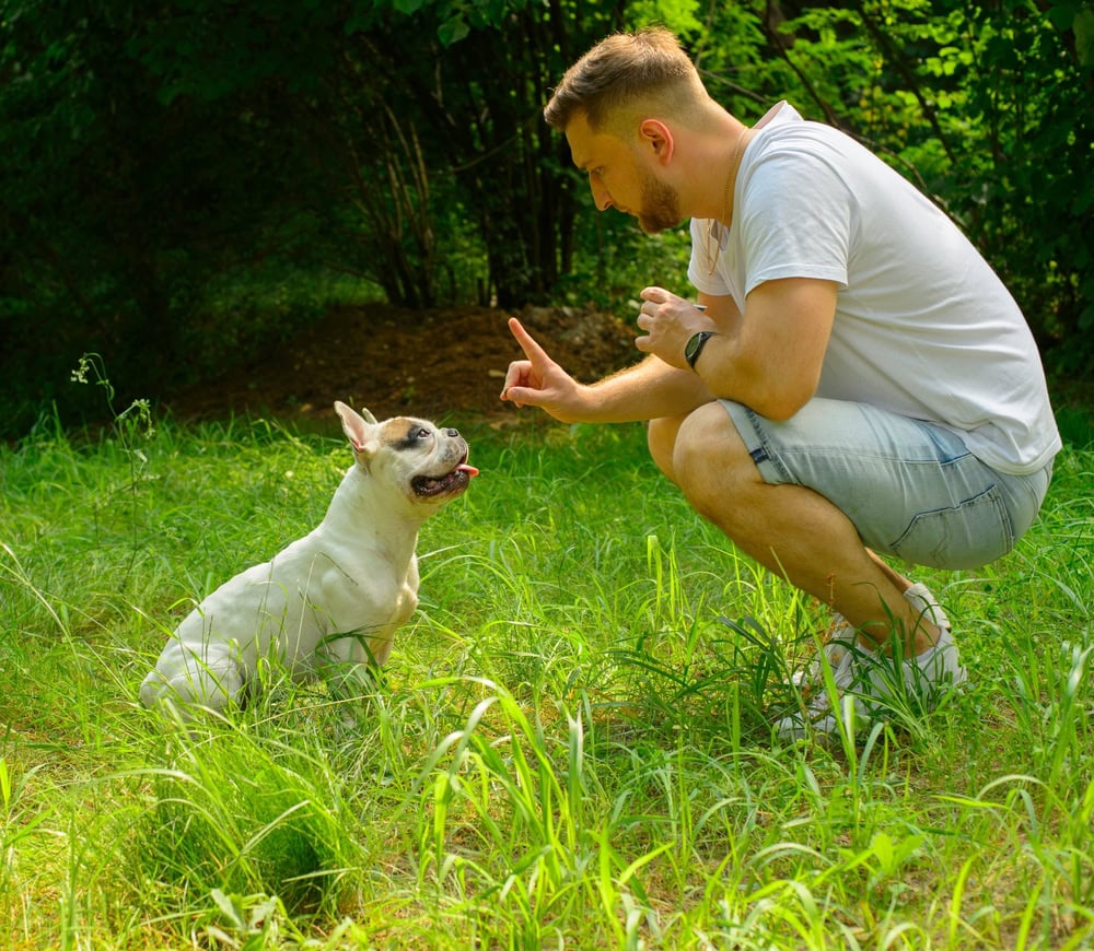 french bulldog training