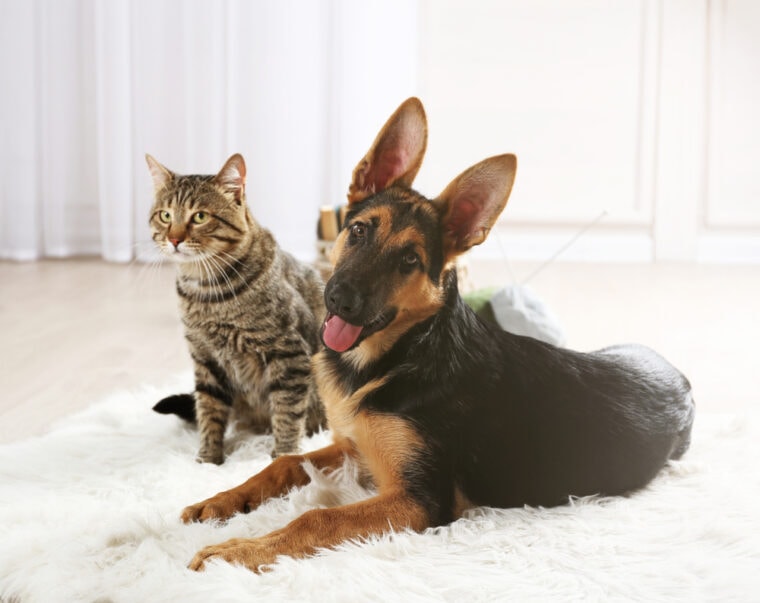 Do German Shepherds Get Along With Cats? Breed Temperament Explained