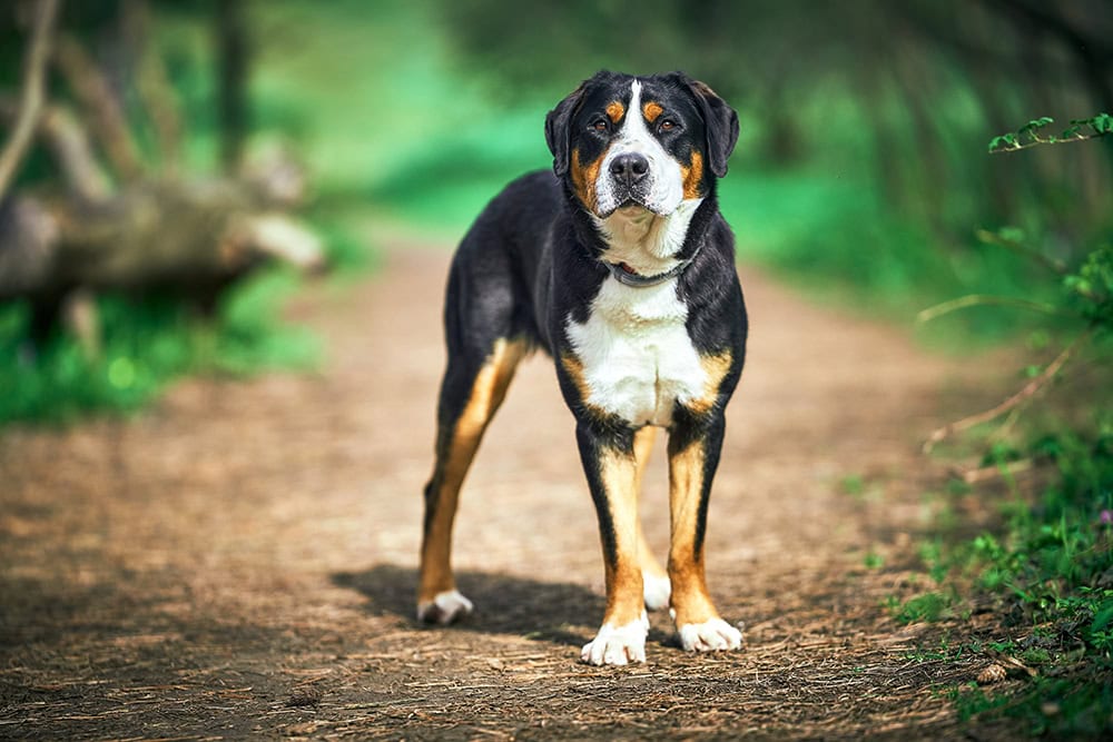 great swiss mountain dog outdoor