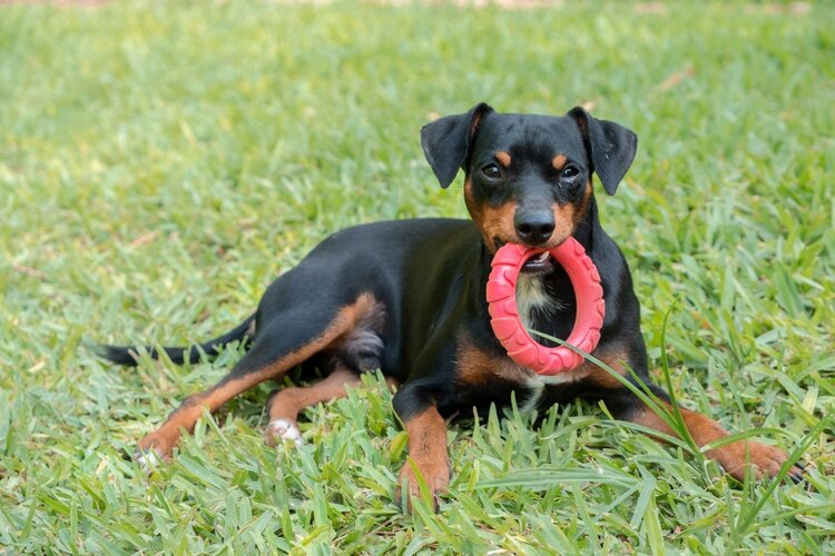 miniature-pinscher