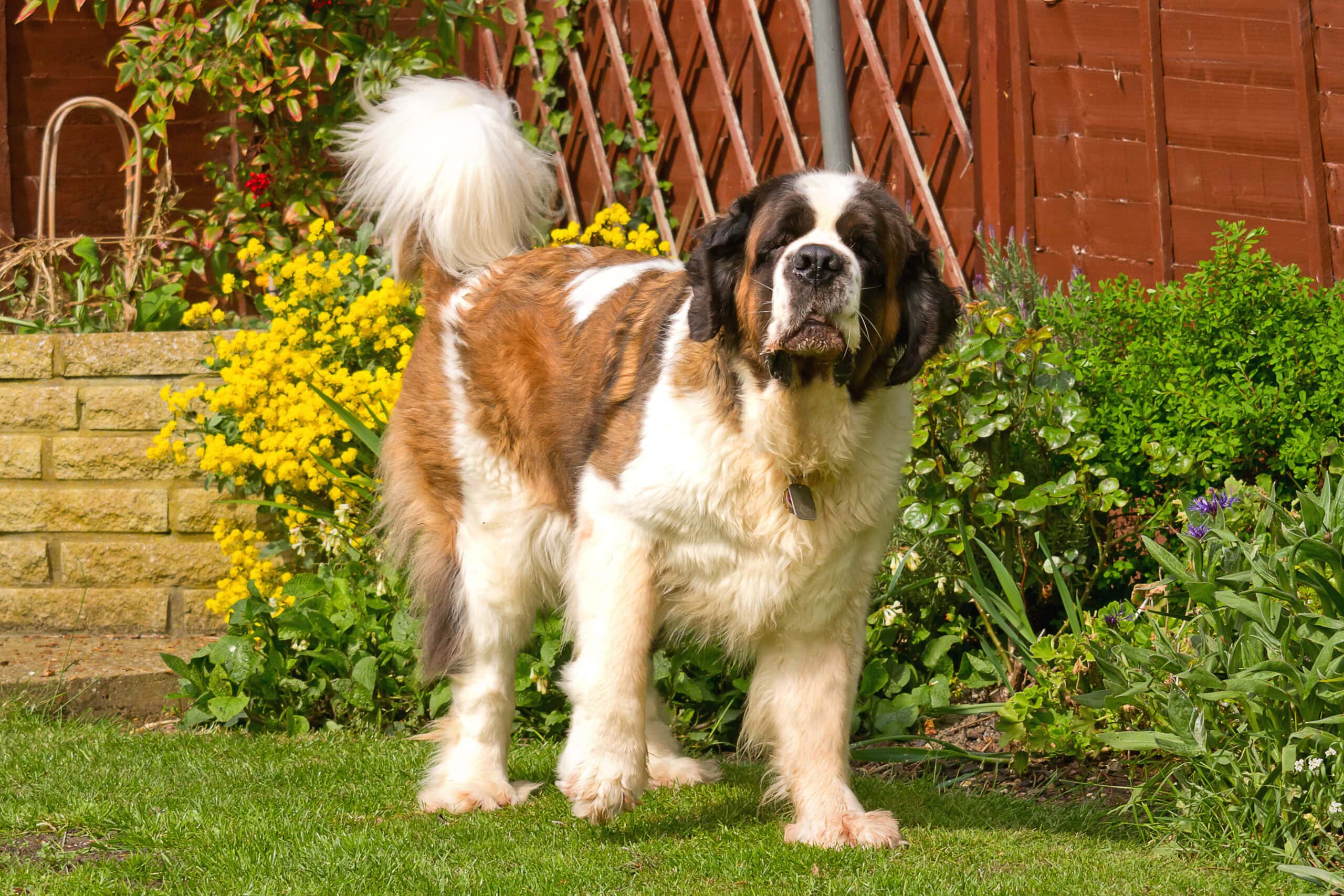 senior saint bernard