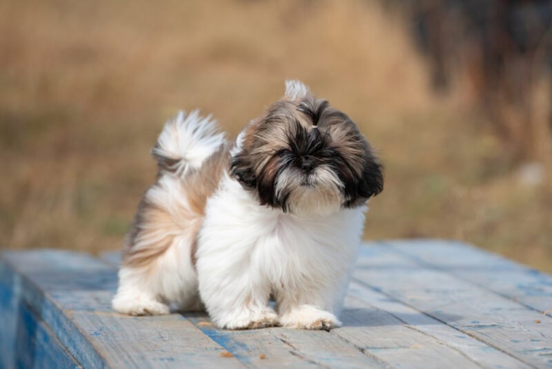 small Shih Tzu outdoors