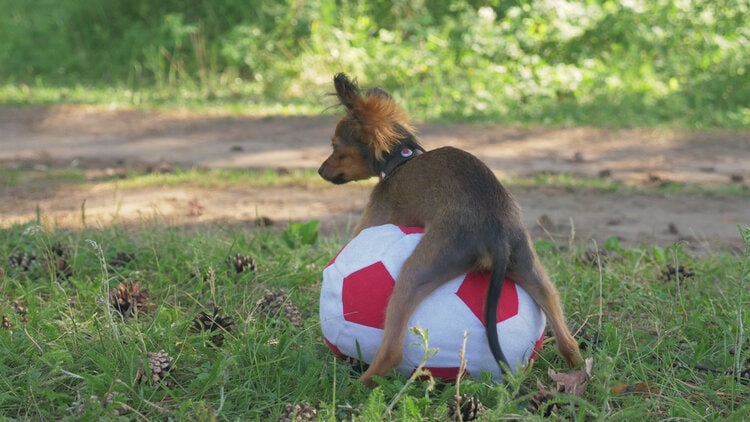 small-dog-humping-soft-toy-on-grass