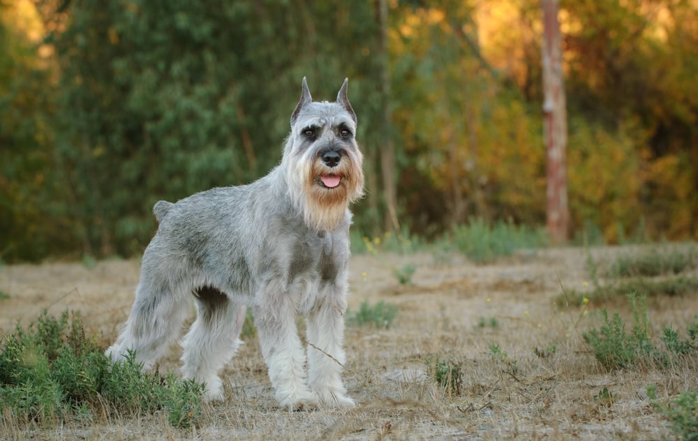 standard schnauzer standing outside