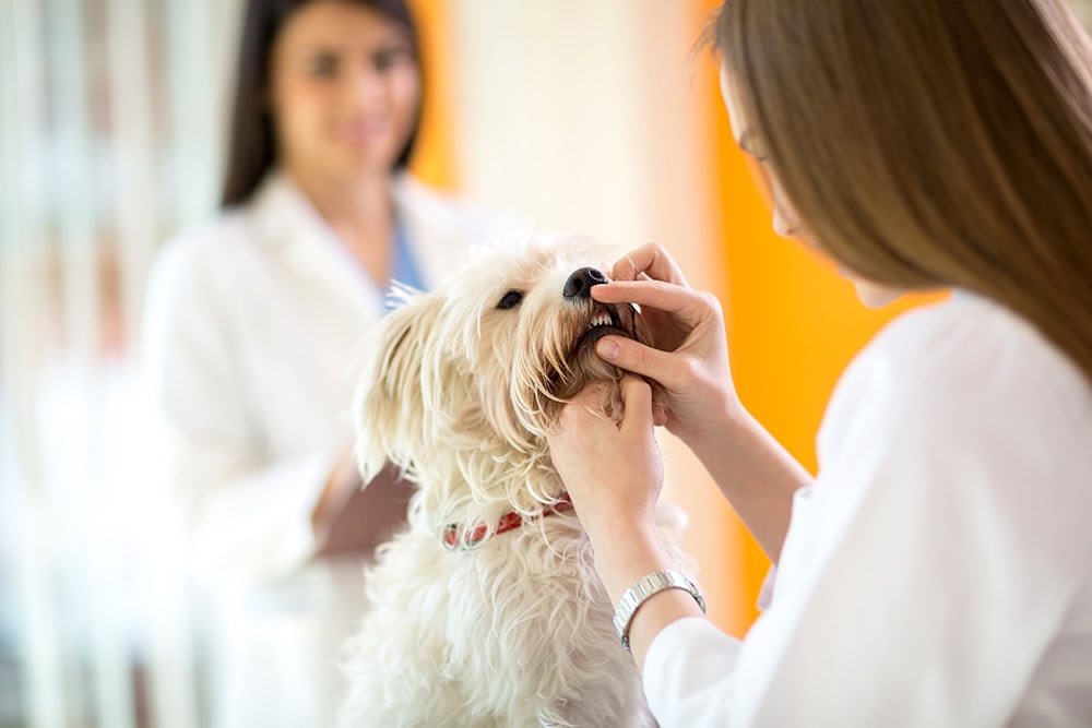 vet checking the teeth of maltese dog