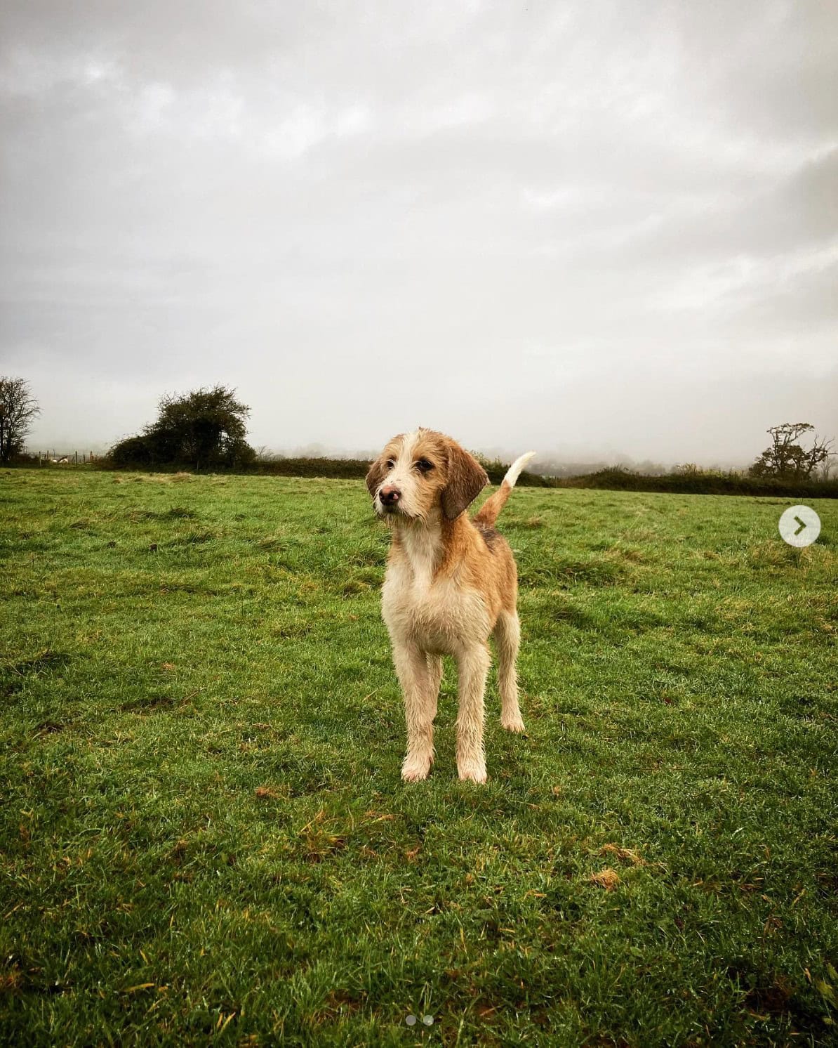 welsh hound standing on a meadow