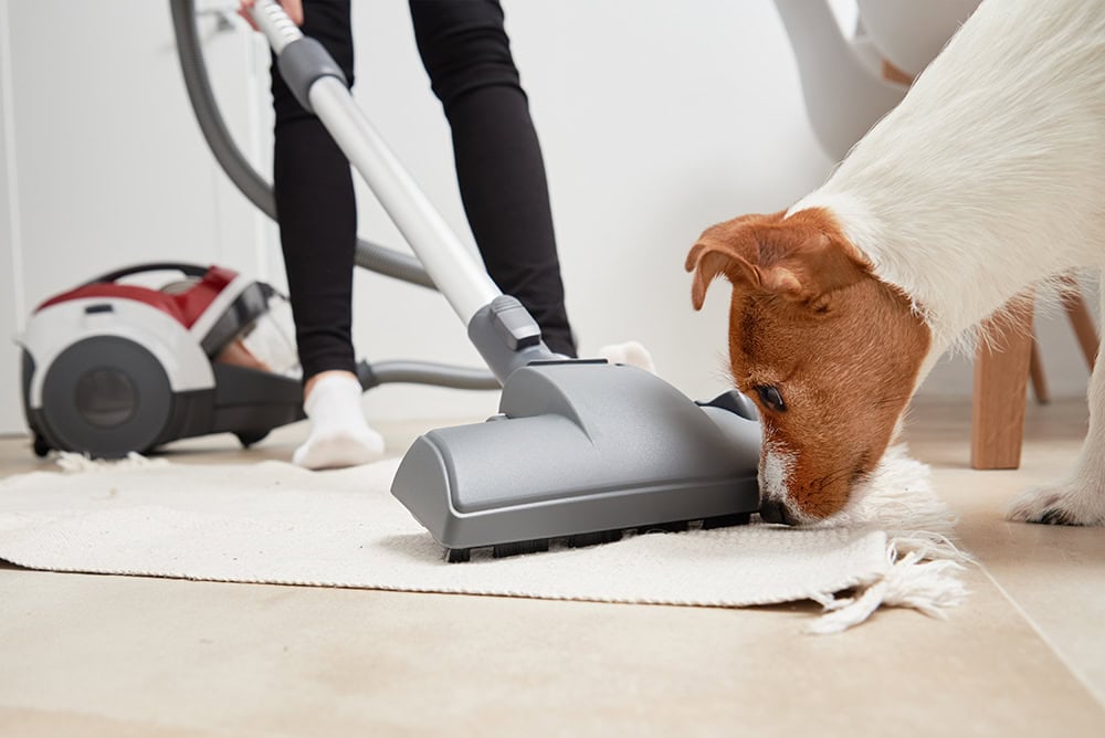 woman vacuuming near a curious dog