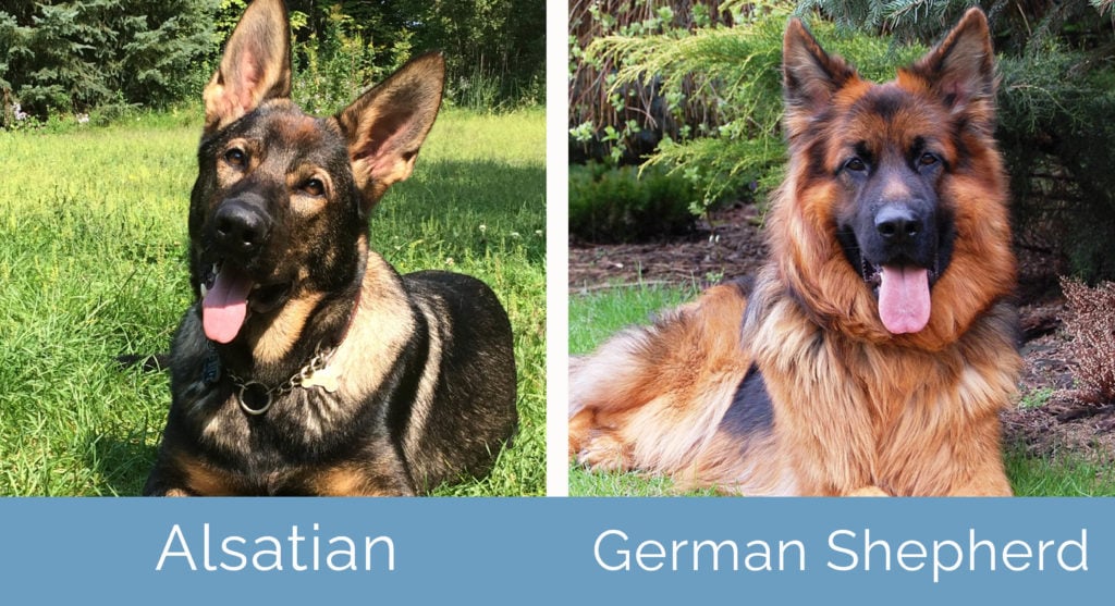 Alsatian vs German Shepherd side by side