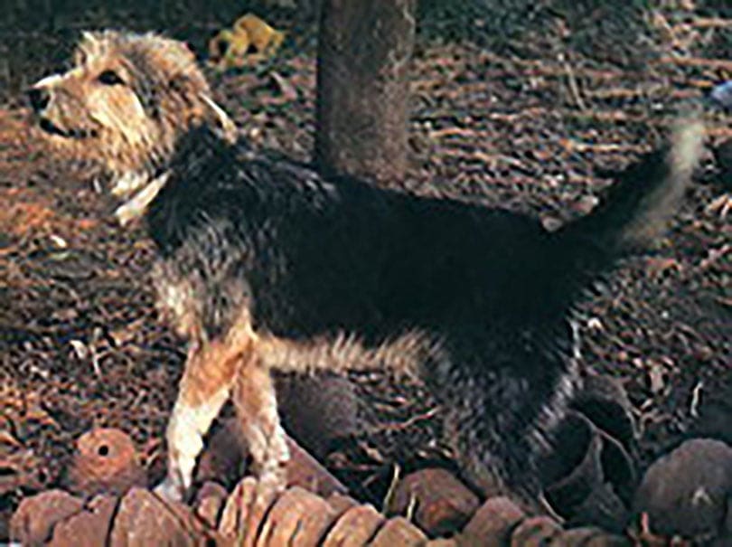 Armant dog, with some orange stuff and trees in background