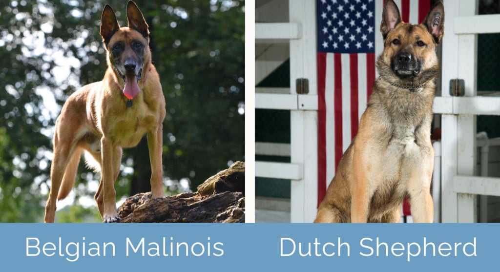 Belgian Malinois vs Dutch Shepherd side by side