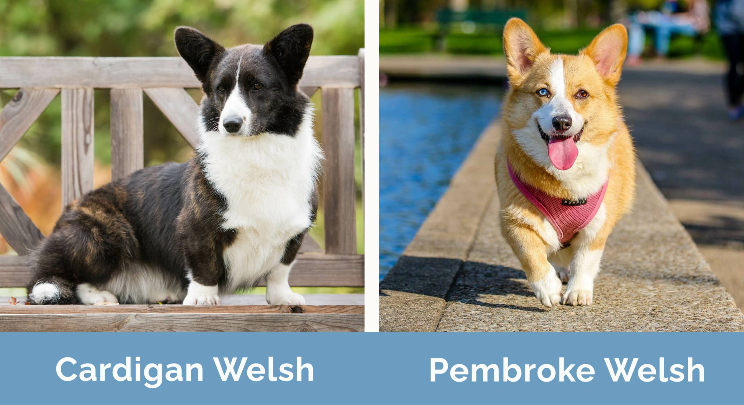Cardigan Welsh Corgi vs Pembroke Welsh Corgi side by side