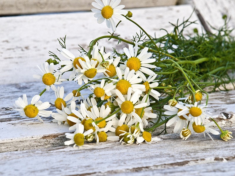 Chamomile Tea