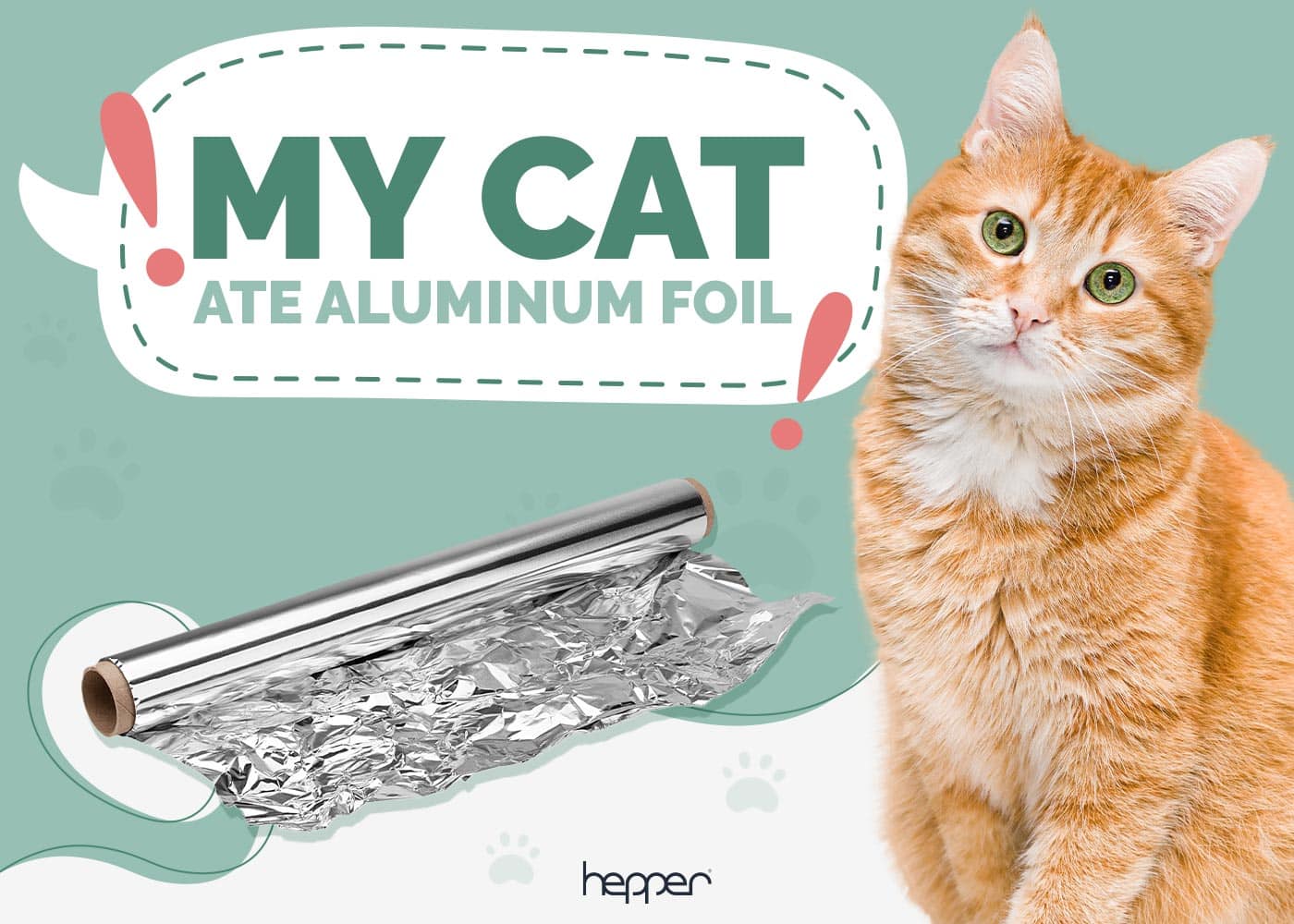 My Cat Ate Aluminum Foil, Should I Be Worried