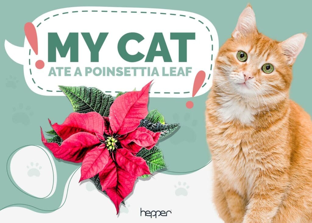 My Cat Ate a Poinsettia Leaf, What Should I Do