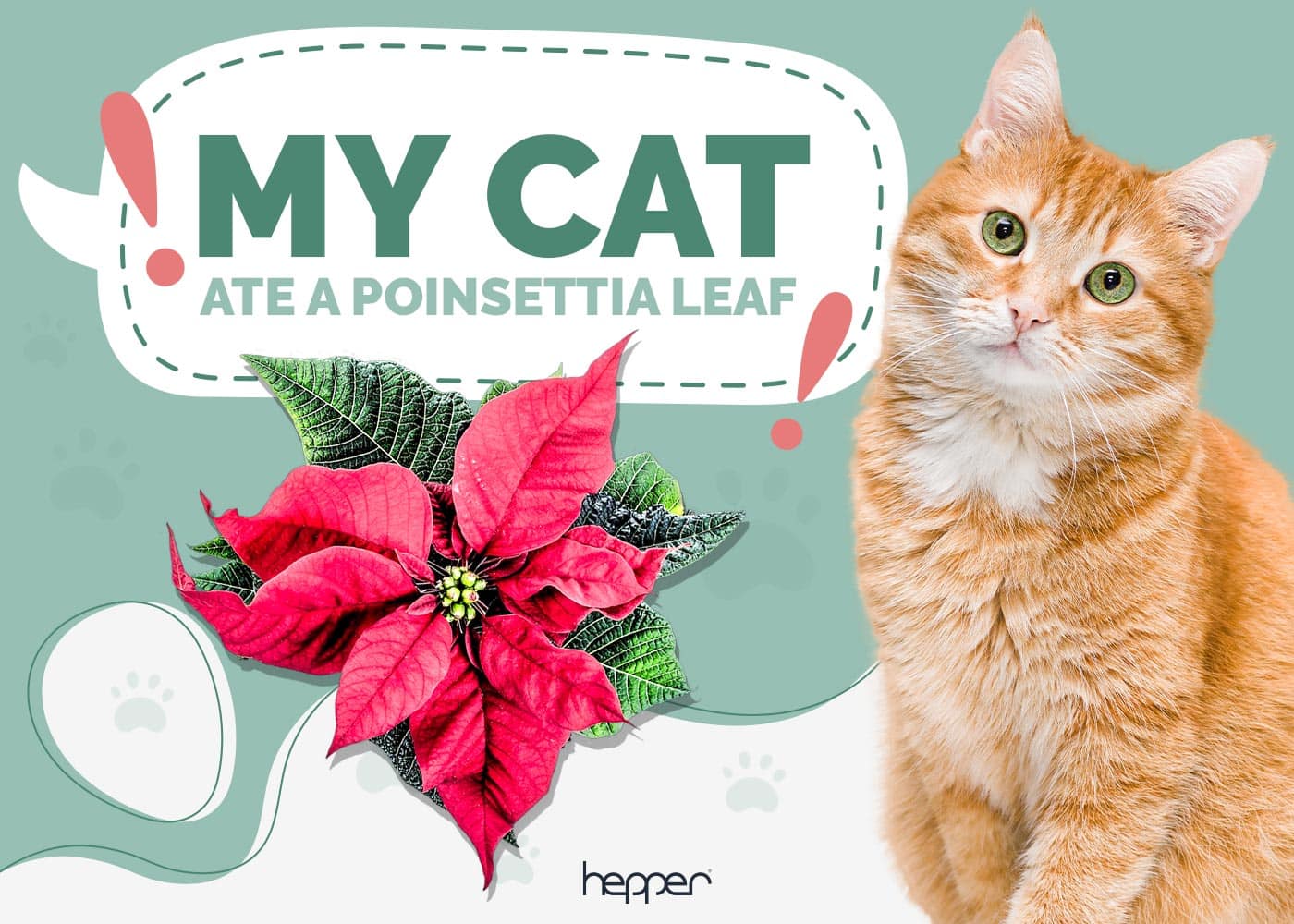 My Cat Ate a Poinsettia Leaf, What Should I Do